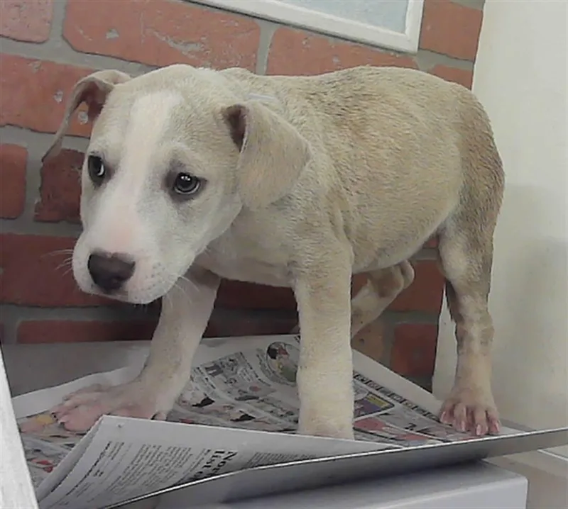 A baby small-sized female Siberian Husky dog named A for adoption in Houston, TX