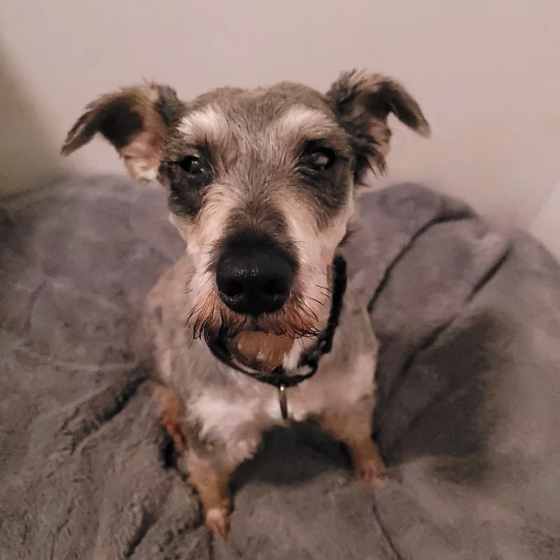 An adult small-sized male Gray / Blue / Silver Schnauzer dog named Rebel for adoption in Sequim, WA