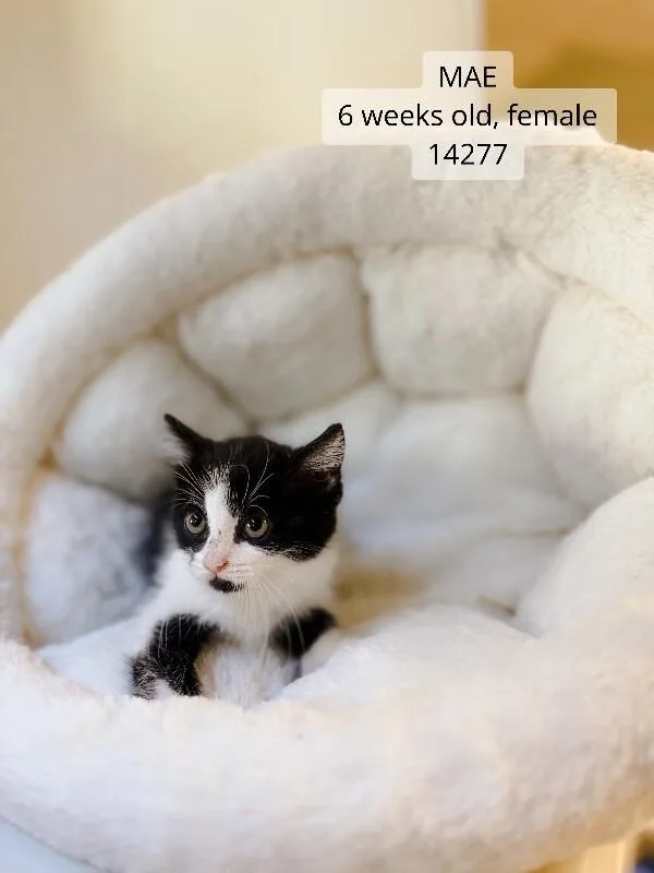 A young medium-sized female Black Domestic Short Hair cat named Mae for adoption in Supply, NC