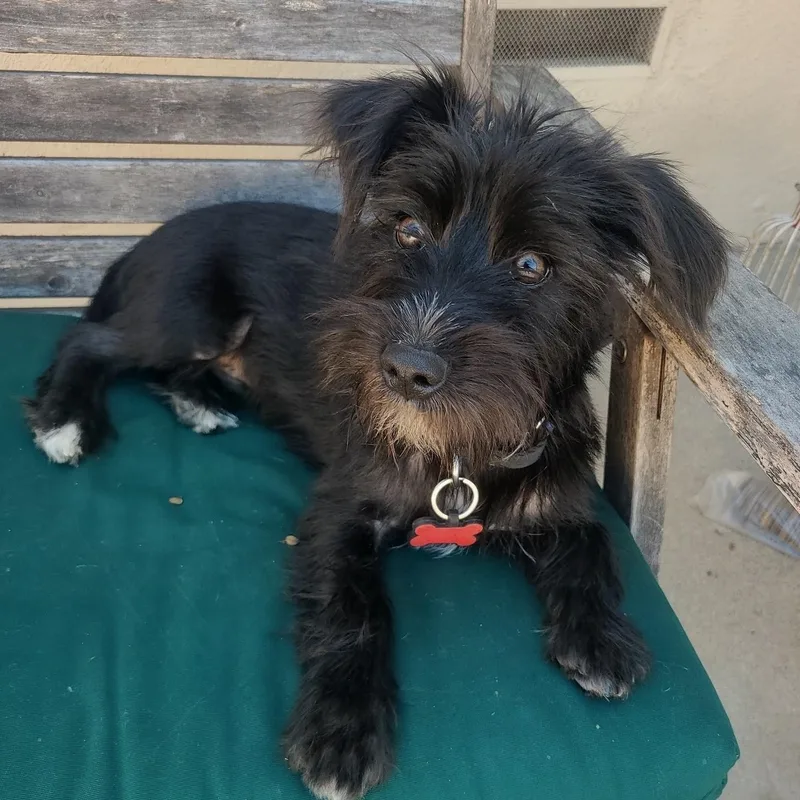 A baby small-sized male Terrier dog named Malcolm for adoption in Los Angeles, CA