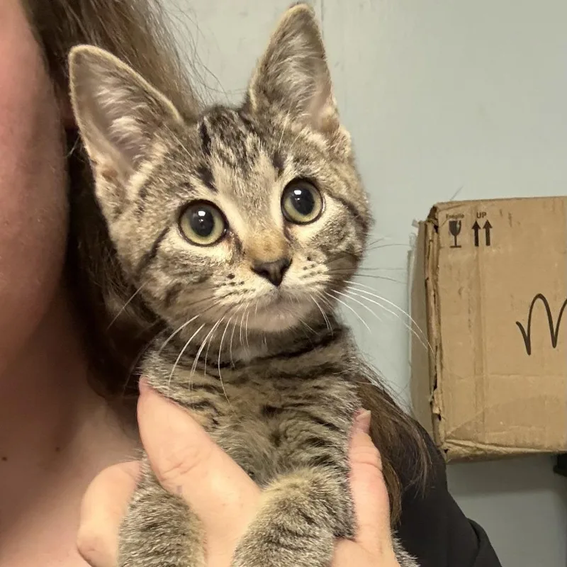 A baby small-sized female Brown / Chocolate Domestic Short Hair cat named Meerkat for adoption in Coralville, IA