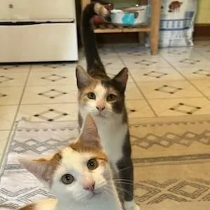 Summer With Whitney  thumbnail 4