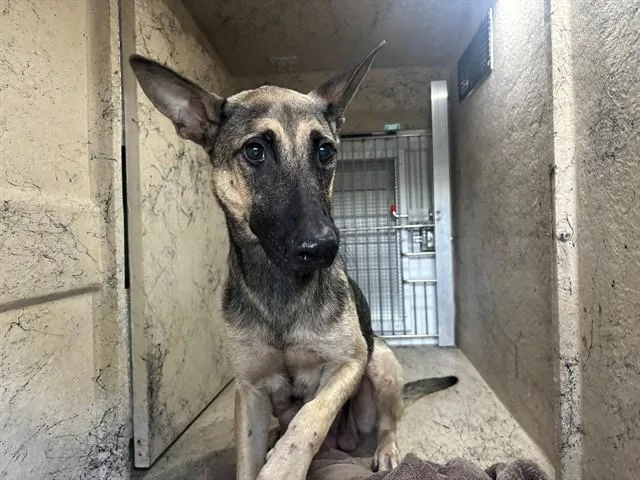 A young medium-sized female German Shepherd Dog dog named Lily Pad for adoption in Garland, TX