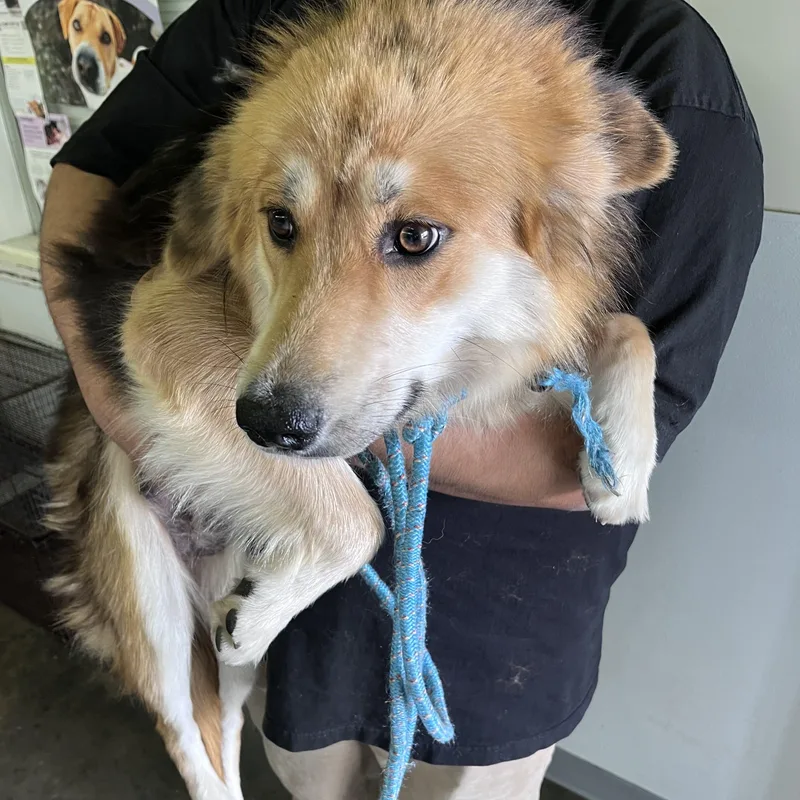 A young large-sized female Husky dog named Peluche for adoption in Los Angeles, CA