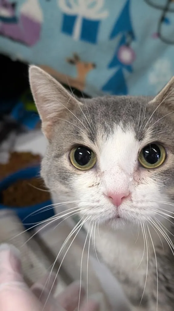 An adult medium-sized male Domestic Short Hair cat named Wayne for adoption in Cincinnati, OH
