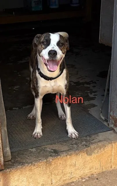 Nolan