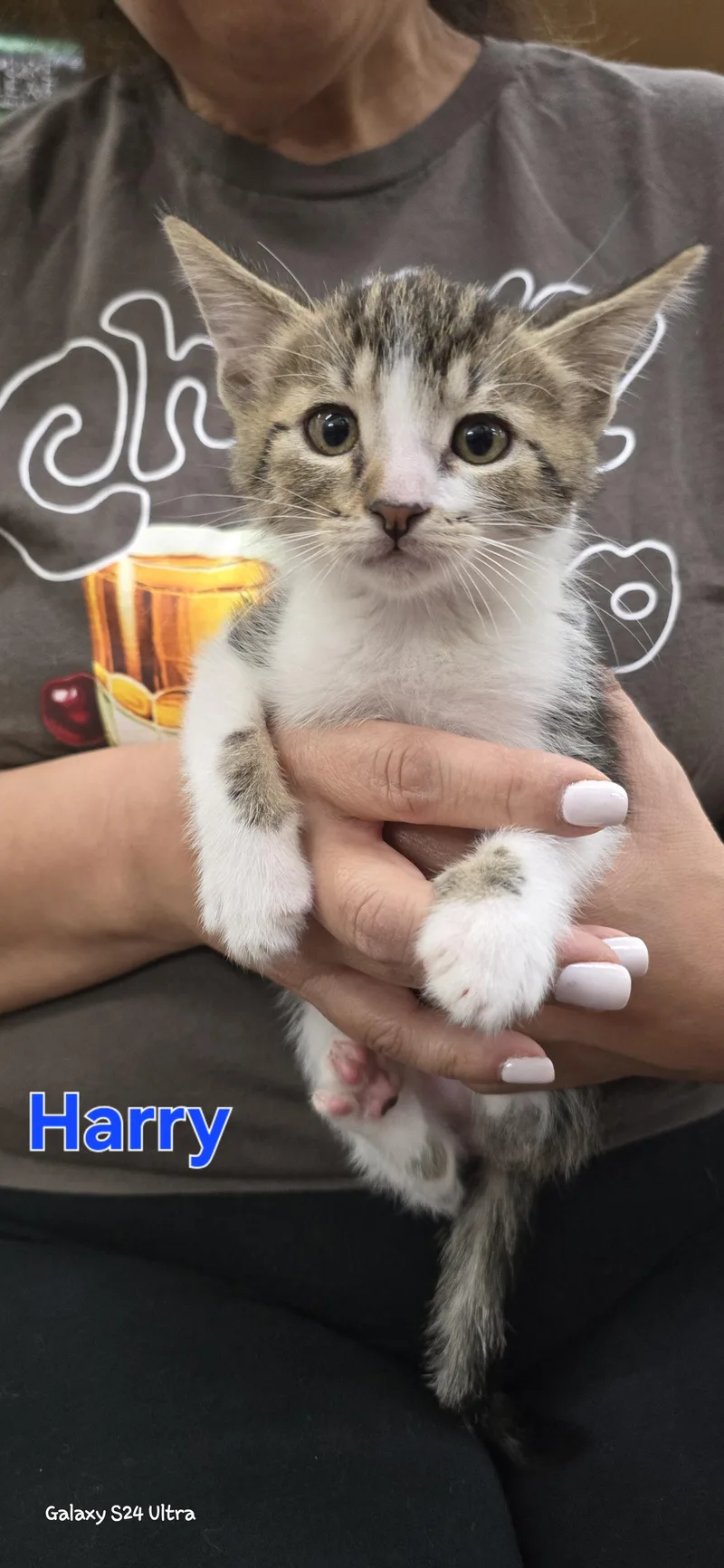 A baby medium-sized male Domestic Short Hair cat named Harry Potter for adoption in Woodland, CA