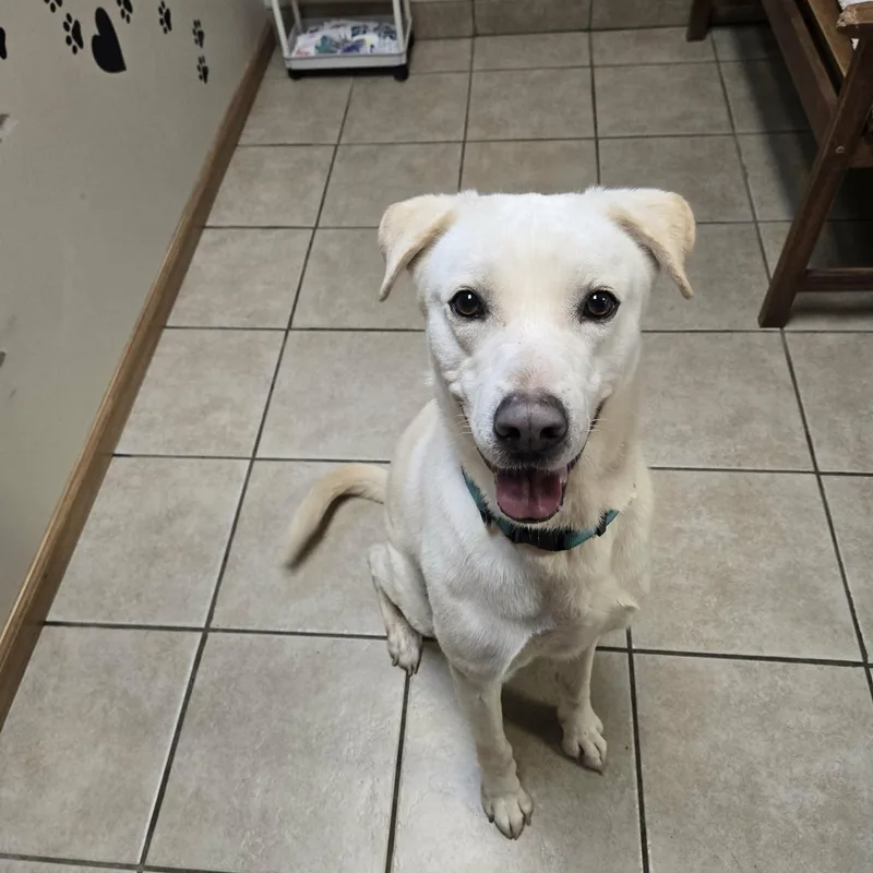 An adult large-sized male Labrador Retriever dog named Ghost for adoption in West Branch, MI