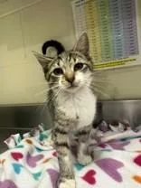 A young medium-sized female White Domestic Short Hair cat named Bo Peep for adoption in Manitowoc, WI