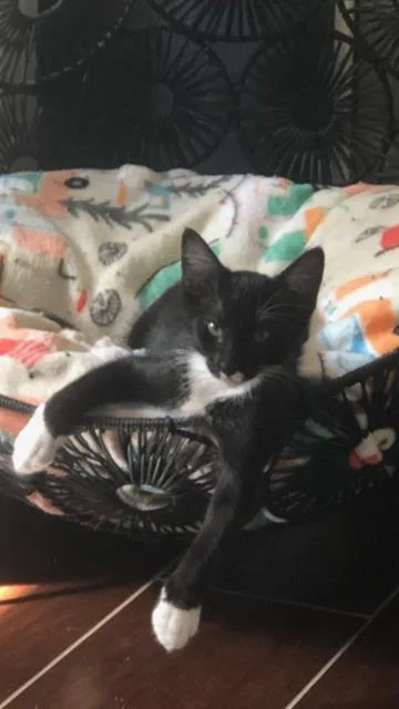 A baby small-sized male Domestic Short Hair cat named Allen for adoption in Fairfield, CA