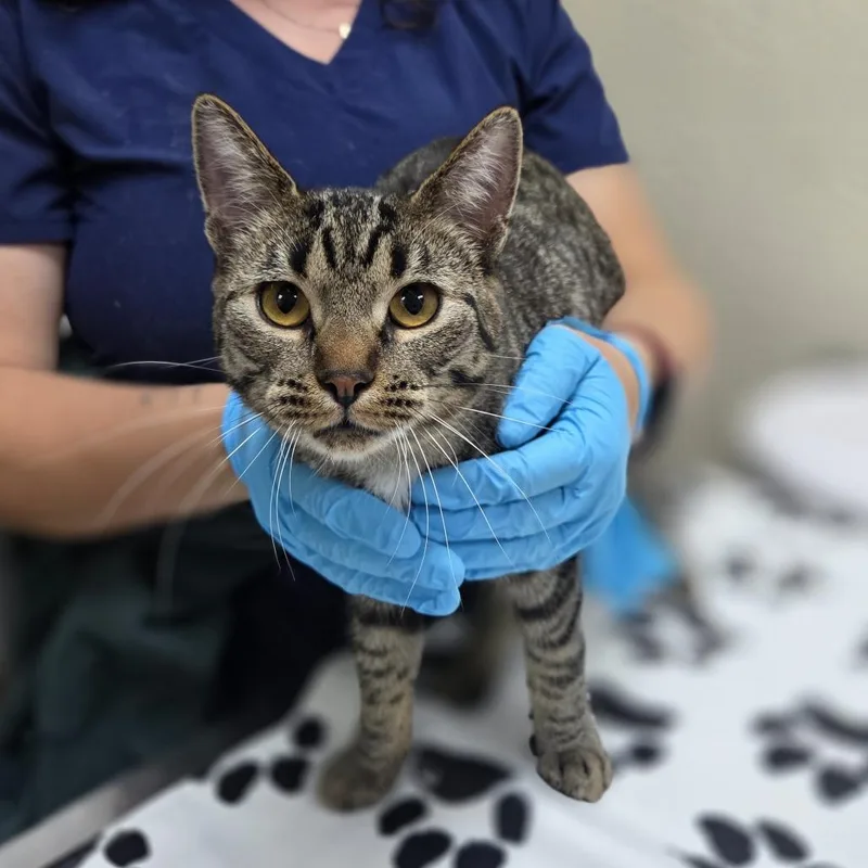 A young medium-sized female Brown / Chocolate Domestic Short Hair cat named Hinata for adoption in Incline Village, NV