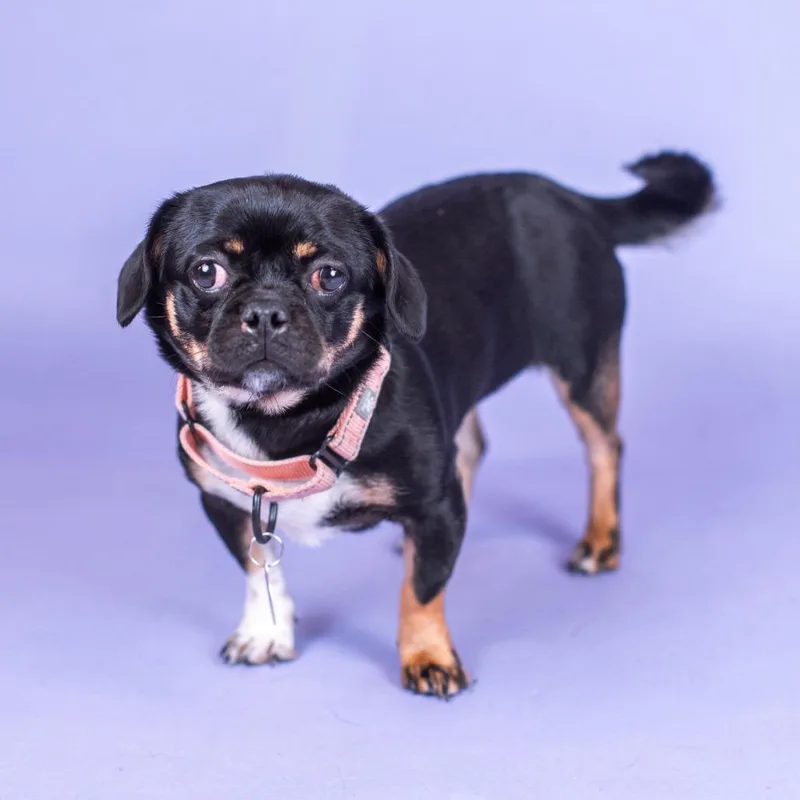 An adult small-sized female Black Pug dog named Nala for adoption in Northbrook, IL