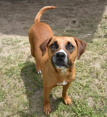 An adult medium-sized female Boxer dog named My Sharona for adoption in Inverness, FL