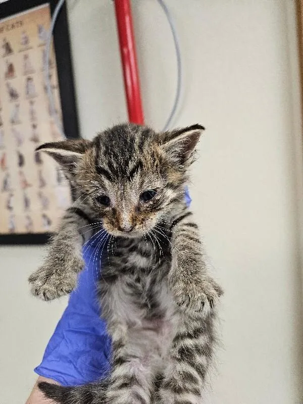 A young medium-sized male Tabby (Brown / Chocolate) Domestic Short Hair cat named Captain Crunch for adoption in Disputanta, VA