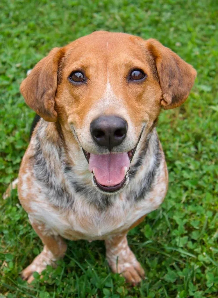 An adult medium-sized female Tricolor (Brown, Black, & White) Basset Hound dog named Pippa for adoption in Godfrey, IL