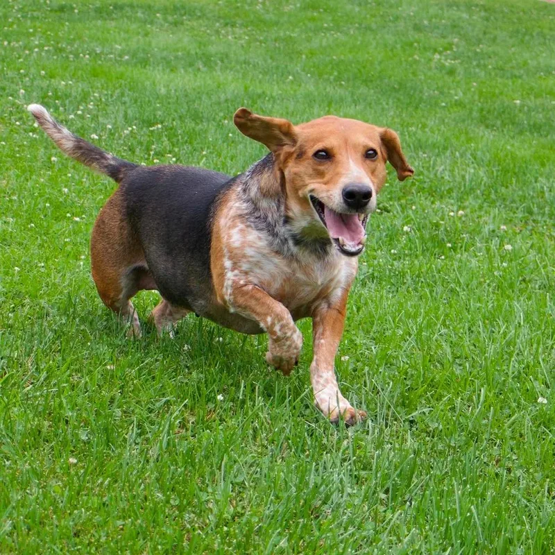 Pippa thumbnail 4