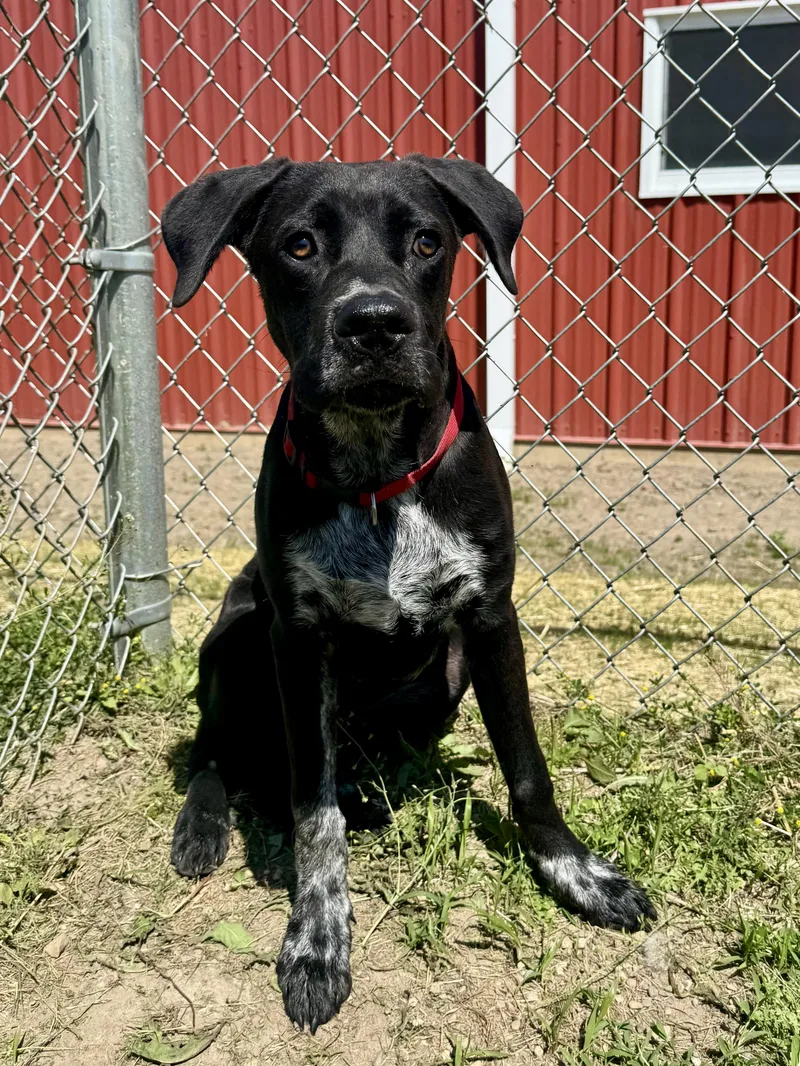 A young large-sized male Black Mixed Breed dog named Max for adoption in St. Joseph, MI