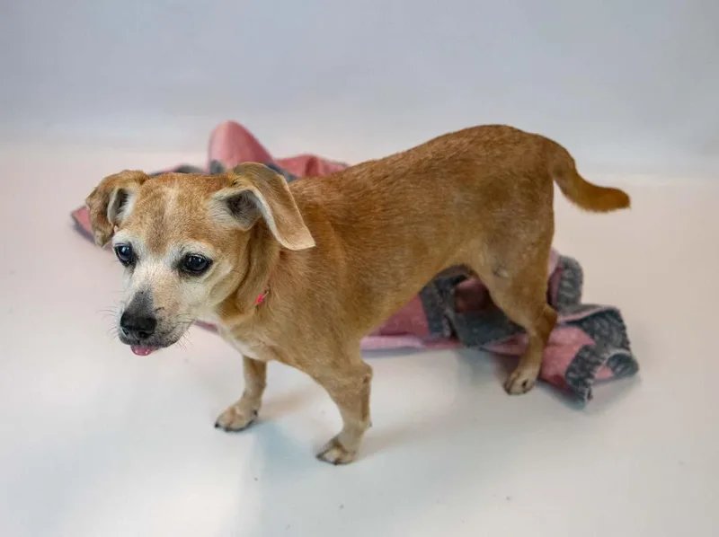 A senior small-sized female Beagle dog named Marlene for adoption in Kennesaw, GA