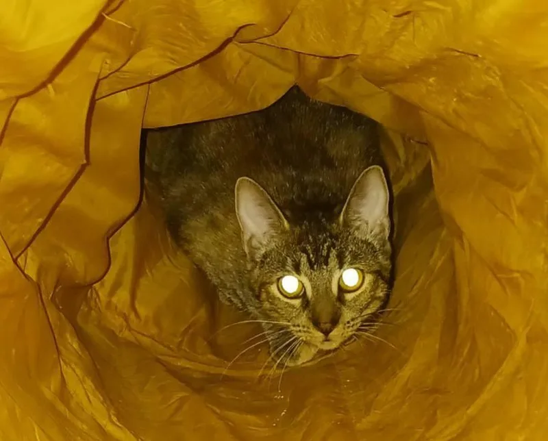 Moonlight thumbnail 2