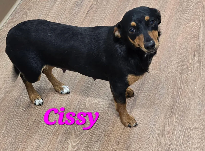 Cissy