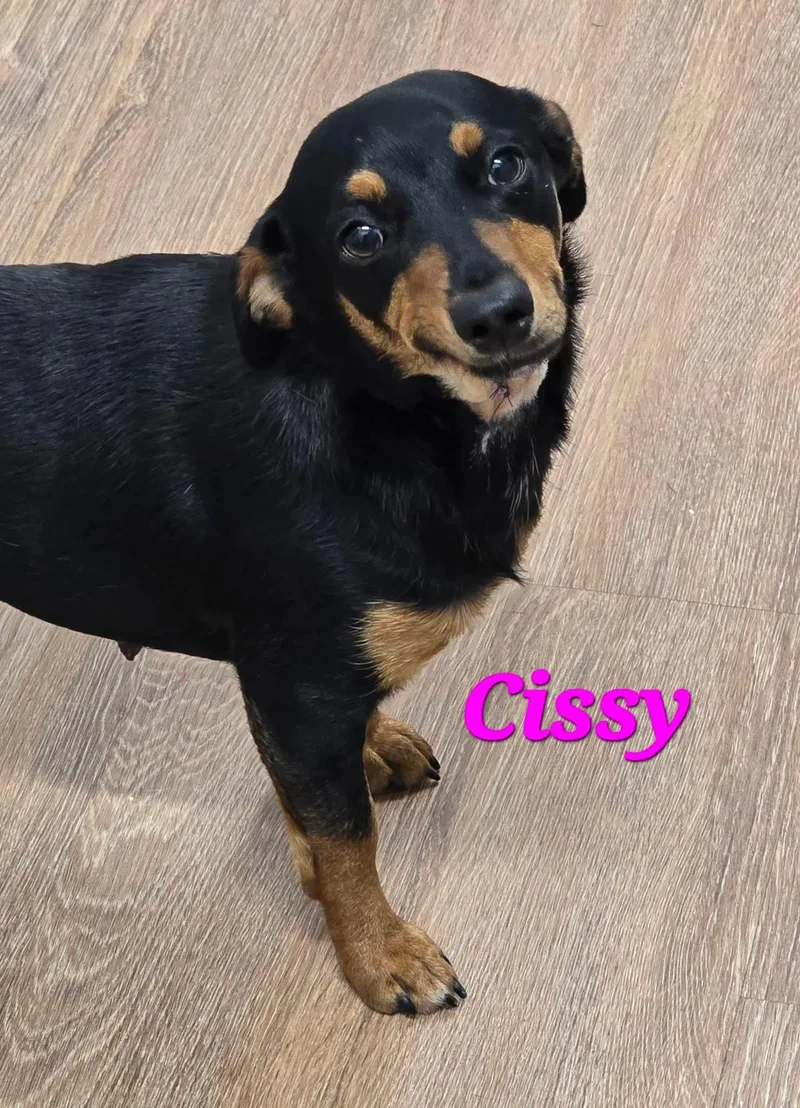 Cissy thumbnail 2
