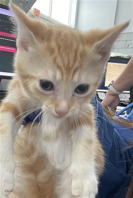 A baby medium-sized female Domestic Short Hair cat named Moss for adoption in Dallas, TX