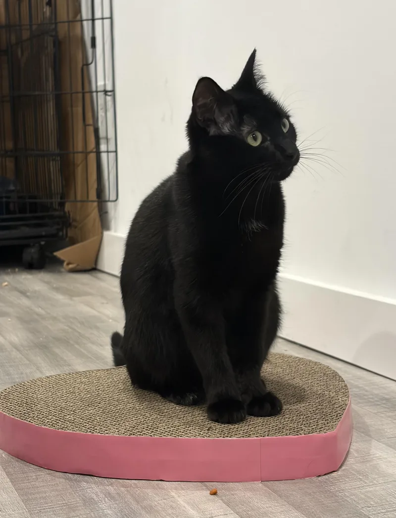 A baby medium-sized female Black Bombay cat named Mitcy for adoption in Fort Oglethorpe, GA