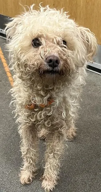 An adult medium-sized female Poodle dog named Maggie for adoption in Upper Marlboro, MD