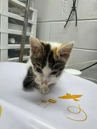 A baby small-sized female Domestic Short Hair cat named Fried Oreos for adoption in West Chester, PA