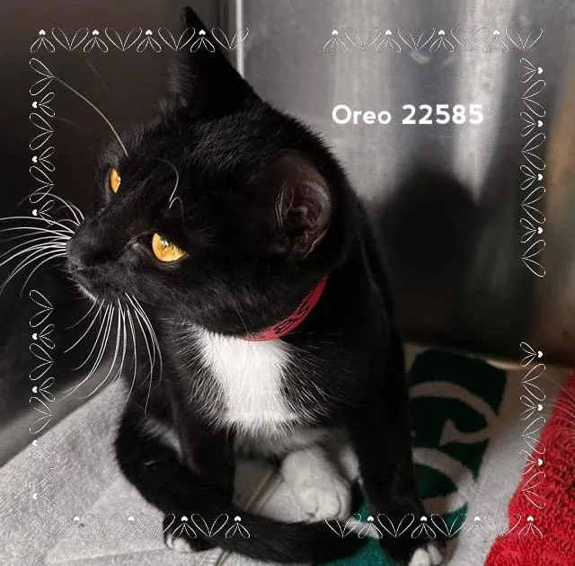 A young medium-sized female Black & White / Tuxedo Domestic Short Hair cat named Oreo for adoption in Marietta, GA