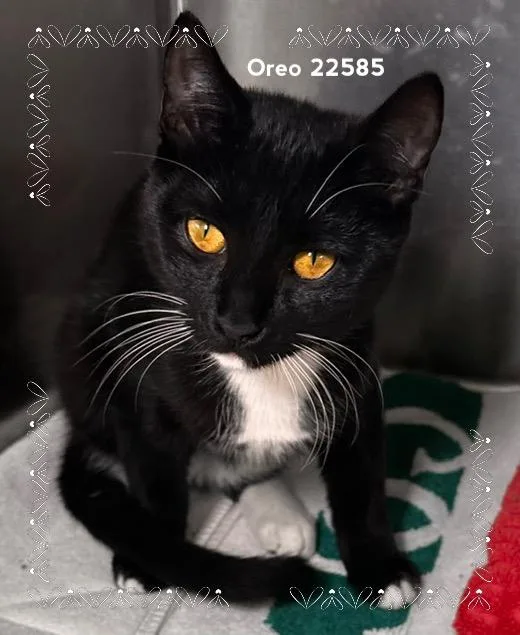 Oreo thumbnail 2