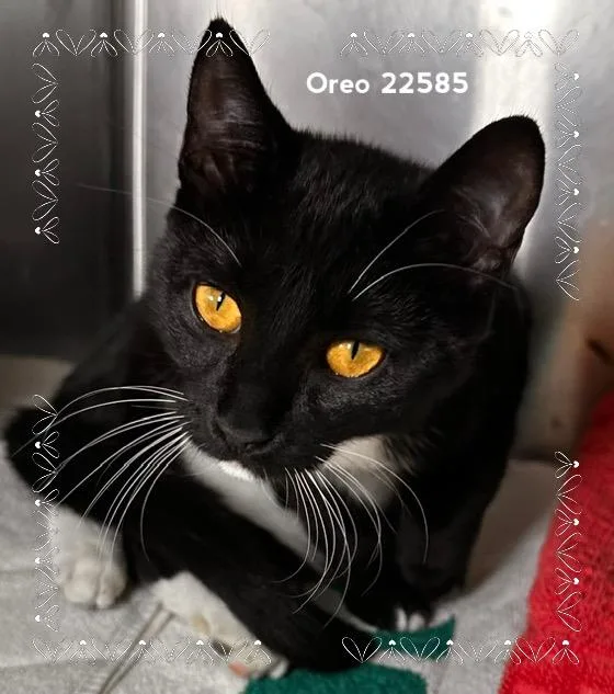 Oreo thumbnail 4