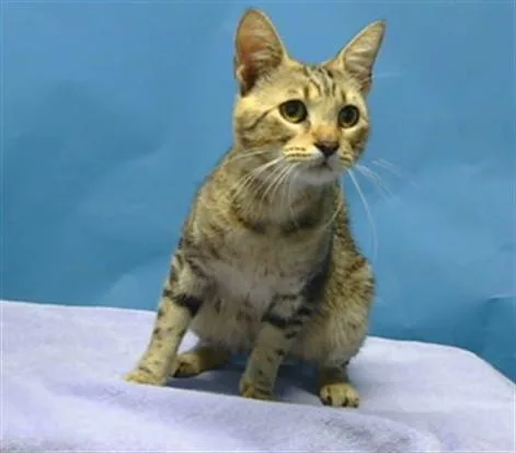 An adult medium-sized male Domestic Medium Hair cat named Deio for adoption in Gardena, CA