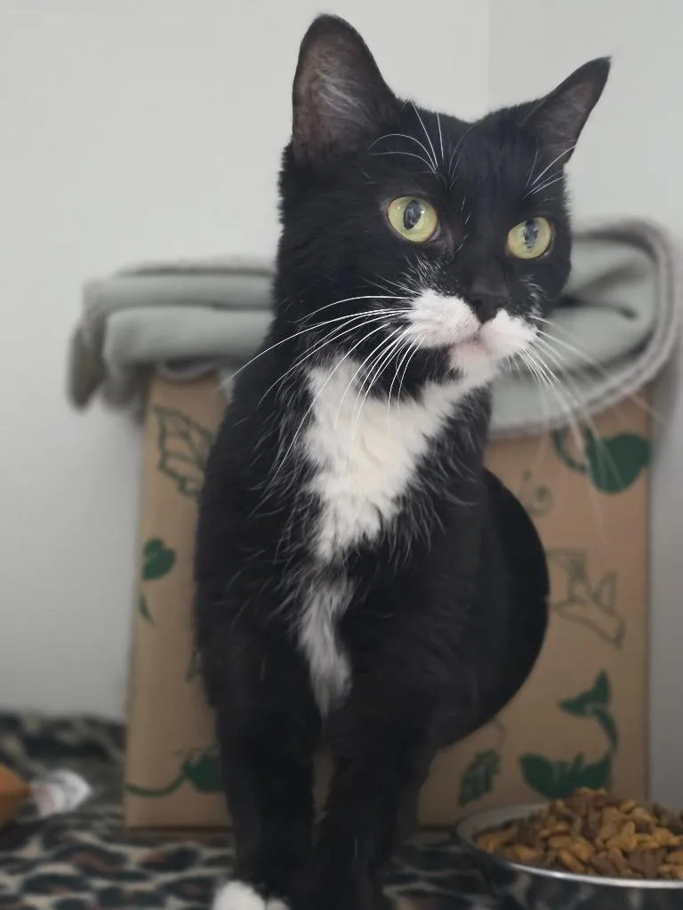 An adult medium-sized female Domestic Medium Hair cat named Cassidy for adoption in Huntington, IN