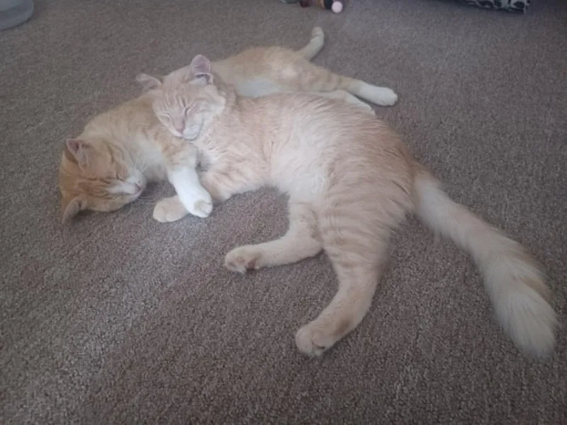 An adult medium-sized male Buff / Tan / Fawn Domestic Medium Hair cat named Whiskers & Scout for adoption in Charles City, IA
