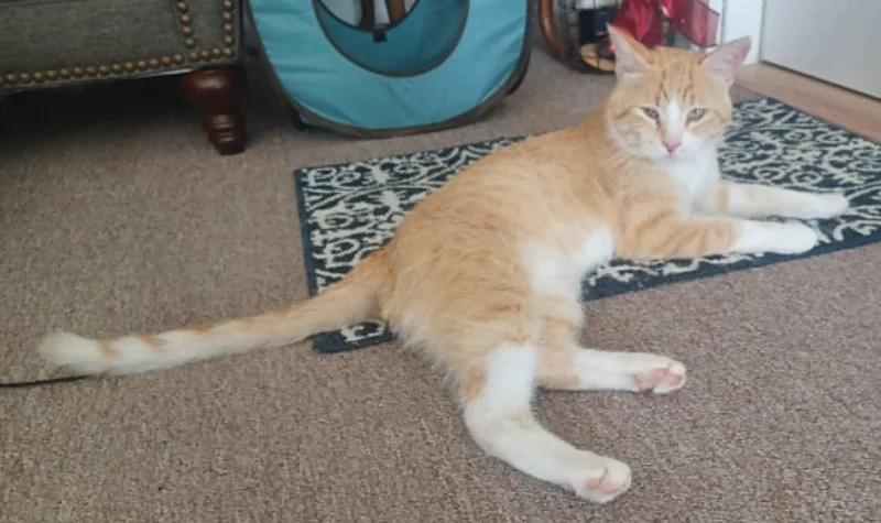 Whiskers & Scout thumbnail 2