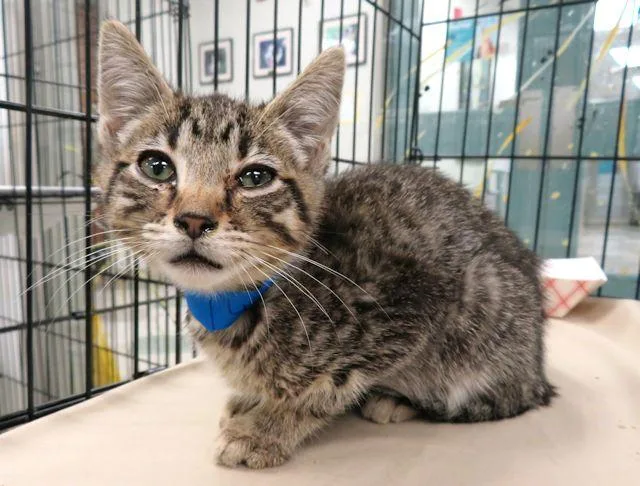 A baby small-sized male Domestic Short Hair cat named Chipmunk for adoption in Oklahoma City, OK