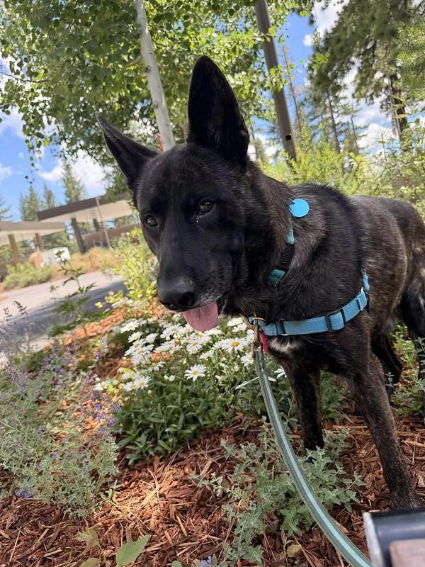 An adult medium-sized male Brindle Mixed Breed dog named Sterling for adoption in Truckee, CA
