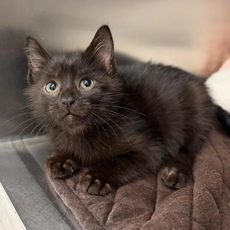 A baby small-sized male Black Domestic Short Hair cat named Grimm for adoption in Marshall, VA