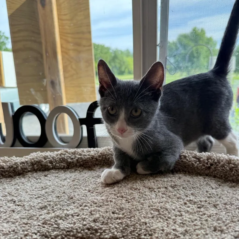 A baby small-sized male Gray / Blue / Silver Domestic Short Hair cat named Lego for adoption in Milford, IA