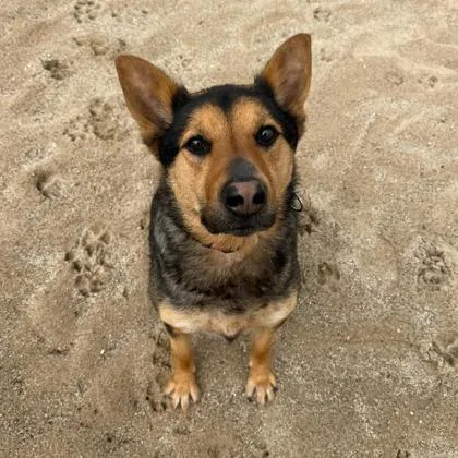 An adult large-sized male Mixed Breed dog named Draco for adoption in Janesville, WI