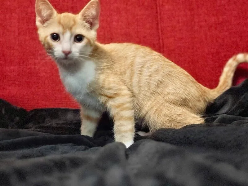 A young medium-sized male Orange / Red Domestic Short Hair cat named Hermes for adoption in North Babylon, NY