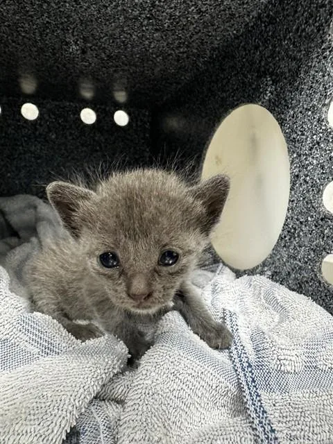 A baby small-sized female Domestic Short Hair cat named Fujino for adoption in Naples, FL