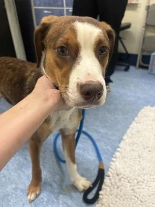 An adult medium-sized male Brown / Chocolate Mixed Breed dog named Colby Jack for adoption in Charleston, SC