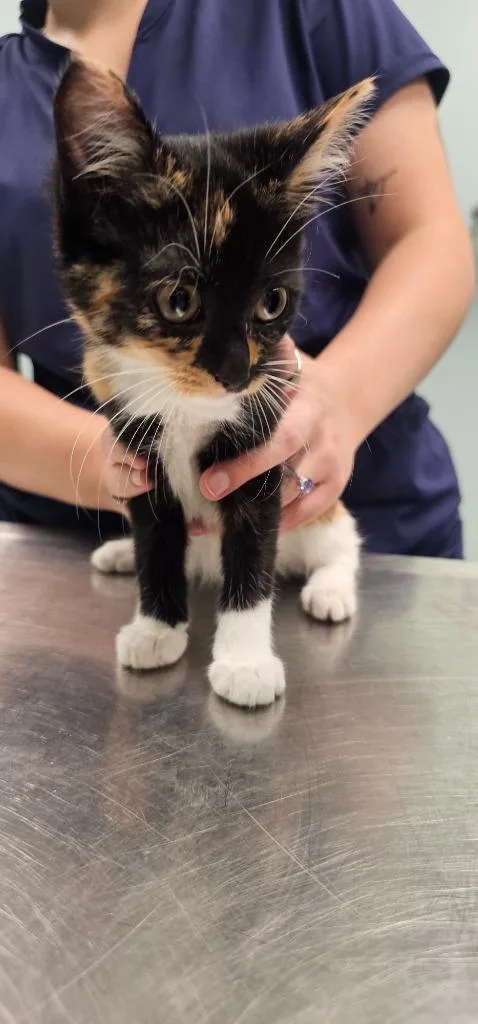 A baby small-sized female Domestic Short Hair cat named Rudy for adoption in Athens, TN