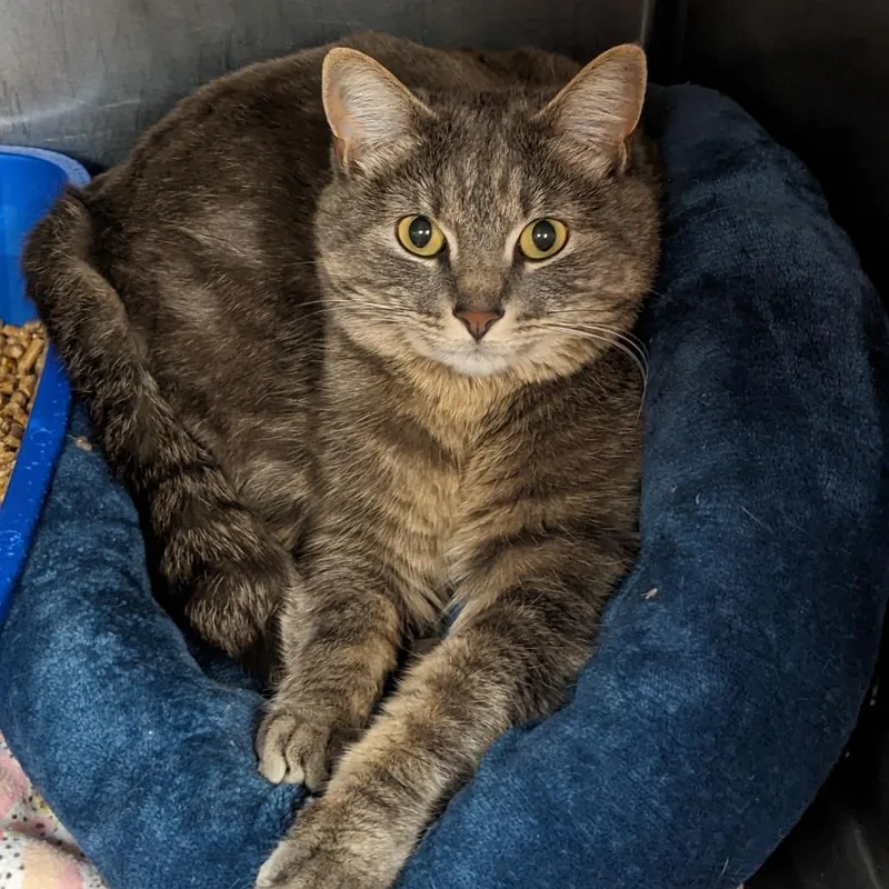 An adult medium-sized female Gray / Blue / Silver Domestic Medium Hair cat named Misty for adoption in Spokane, WA