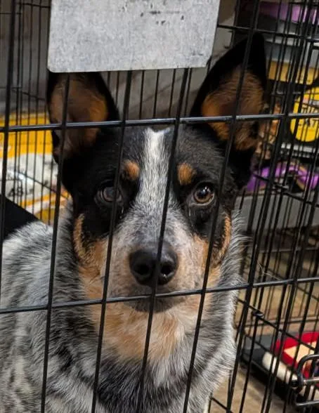 An adult medium-sized female Black Australian Cattle Dog / Blue Heeler dog named Muffin for adoption in Marietta, OH