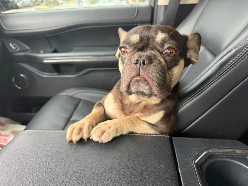 An adult small-sized female Bicolor French Bulldog dog named Pip for adoption in Gainesville, VA