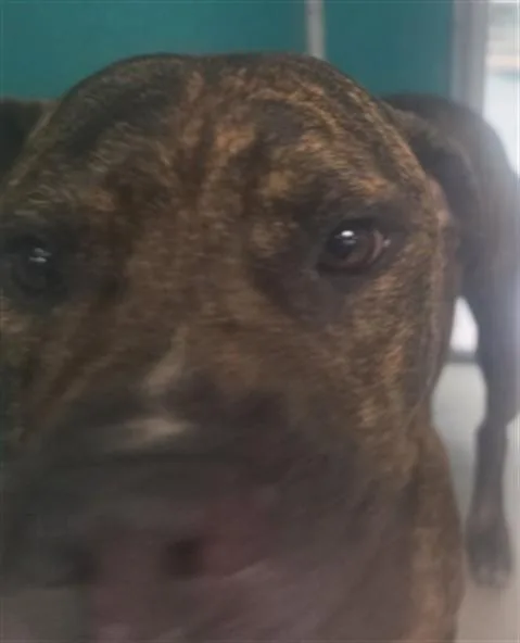 An adult medium-sized male Pit Bull Terrier dog named A for adoption in Oklahoma City, OK