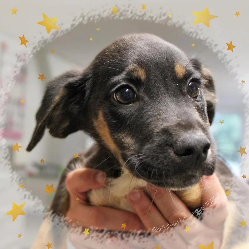 A baby medium-sized male Tricolor (Brown, Black, & White) Mixed Breed dog named Mitch for adoption in Amelia, OH